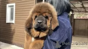 Photo №1. tibetan mastiff - for sale in the city of Samara | negotiated | Announcement № 10236