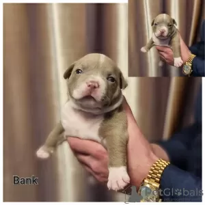 Additional photos: American bully puppy