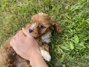 Additional photos: Cavapoo Cavadoodle