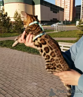 Additional photos: Elite Bengal kitten