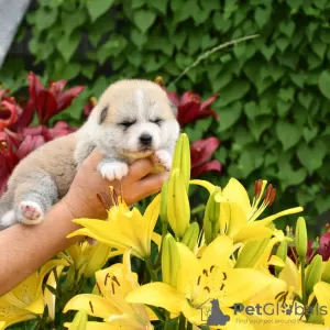 Additional photos: Akita inu puppies