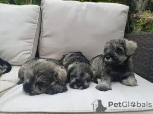 Photo №1. schnauzer - for sale in the city of Мюнхен-Флугхафен | 423$ | Announcement № 127280