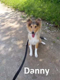 Photo №3. Sheltie puppies for sale. Estonia