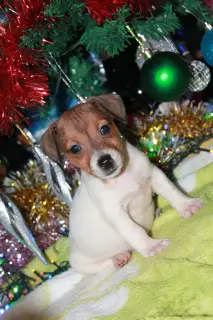 Additional photos: Jack Russell Terrier