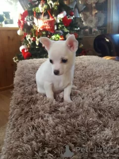 Photo №3. Playful Pomchi Puppies. Finland