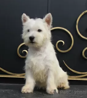 Additional photos: west highland white terrier puppy from Interchampion