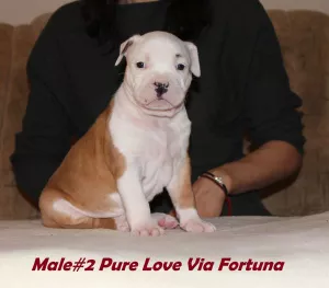 Additional photos: Beautiful amstaff puppy, male