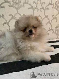 Photo №2 to announcement № 41450 for the sale of pomeranian - buy in Netherlands from nursery, breeder