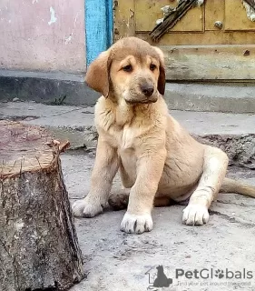 Additional photos: Beautiful Spanish Mastiff puppies