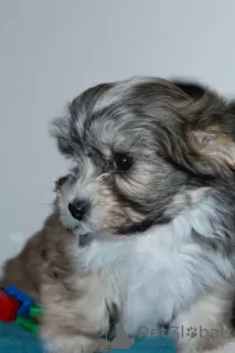 Additional photos: Havanese puppies