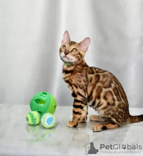 Photo №2 to announcement № 120883 for the sale of bengal cat - buy in Belarus from nursery