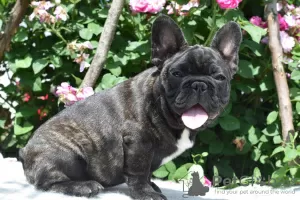 Photo №1. french bulldog - for sale in the city of Lipova | negotiated | Announcement № 20384