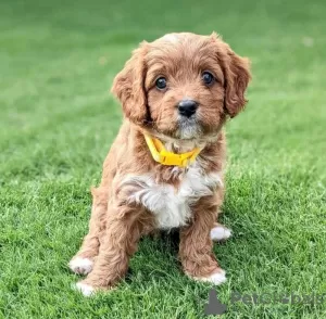 Photo №1. clumber spaniel - for sale in the city of Manila | negotiated | Announcement № 51479