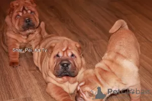 Additional photos: Shar Pei puppies