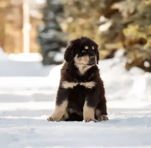 Photo №2 to announcement № 6084 for the sale of buryat-mongolian wolfhound - buy in Russian Federation from nursery