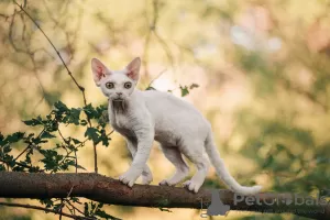 Photo №3. Devon rex. Russian Federation