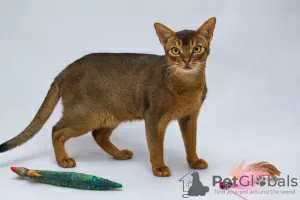 Photo №2 to announcement № 66403 for the sale of abyssinian cat - buy in Russian Federation private announcement