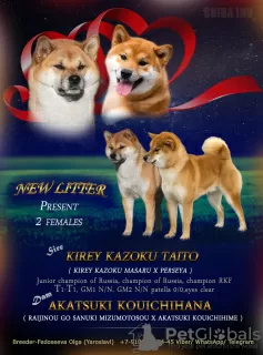 Photo №1. shiba inu - for sale in the city of Москва | negotiated | Announcement № 23072