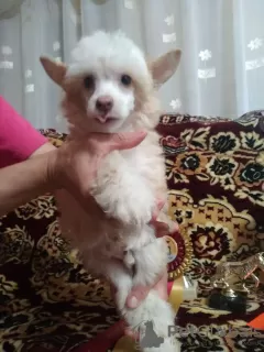 Photo №2 to announcement № 75139 for the sale of chinese crested dog - buy in Russian Federation breeder