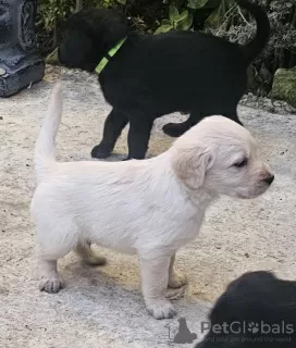 Photo №2 to announcement № 84712 for the sale of labradoodle - buy in France private announcement