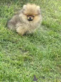 Photo №3. Pomeranian. Belarus