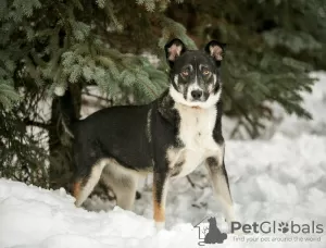 Additional photos: Margo the dog is a find in good hands.