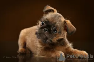 Photo №1. belgian griffon, brussels griffon, petit brabançon - for sale in the city of Москва | 1585$ | Announcement № 38378