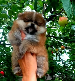 Photo №4. I will sell pomeranian in the city of Penza. breeder - price - negotiated