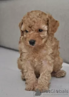 Photo №2 to announcement № 125197 for the sale of poodle (toy) - buy in Serbia 