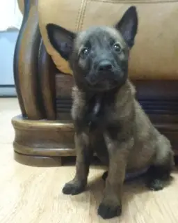 Additional photos: Belgian Shepherd Dog KSU / FCI, 1.5 months (dad works on finding explosives,