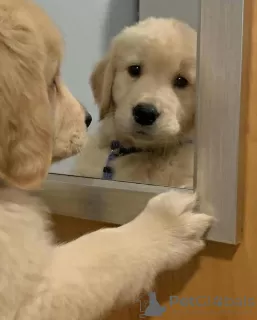 Photo №3. Adorable golden retriever male puppy. Kuwait