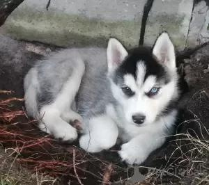 Additional photos: Husky kids