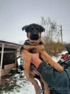 Additional photos: Puppies for exhibitions and protection