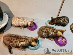 Photo №2 to announcement № 15459 for the sale of bengal cat - buy in United States 