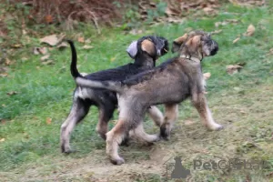 Additional photos: Pepper and salt giant schnauzer, puppies