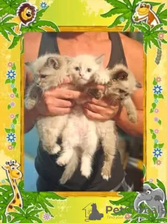 Photo №2 to announcement № 126799 for the sale of ragamuffin cat - buy in Germany private announcement