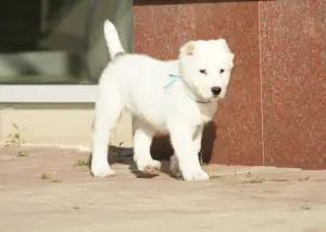 Photo №3. Puppy of the Central Asian Shepherd Dog (CAO, Alabai) white-fawn boy. Russian Federation