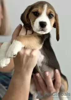 Additional photos: Beagle puppies