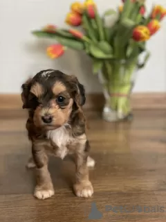 Additional photos: Puppies of a Chinese crested dog