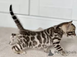 Additional photos: Bengal kittens