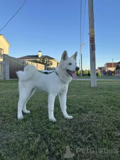 Additional photos: Akita Inu puppies