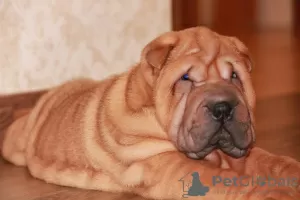 Additional photos: Shar Pei puppies