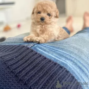 Photo №3. Male and Female Toy poodle for adoption.. Germany