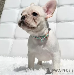 Photo №1. french bulldog - for sale in the city of Westham | 380$ | Announcement № 125626