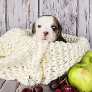 Additional photos: Beagle puppies with documents