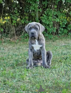 Additional photos: Cane Corso Italiano Puppies (FCI)