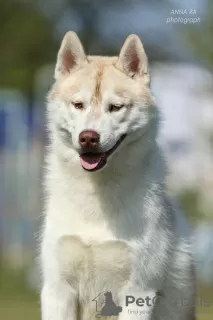 Photo №3. Siberian Husky. Ukraine