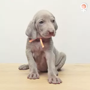 Additional photos: Weimaraner puppies