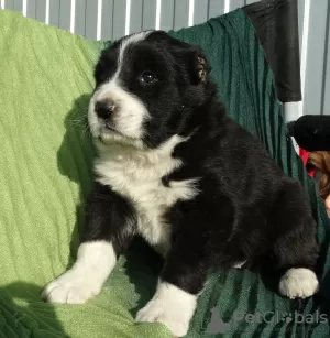 Photo №2 to announcement № 9120 for the sale of central asian shepherd dog - buy in Russian Federation from nursery