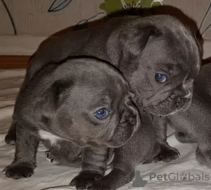 Photo №1. french bulldog - for sale in the city of Leipzig | 568$ | Announcement № 11829